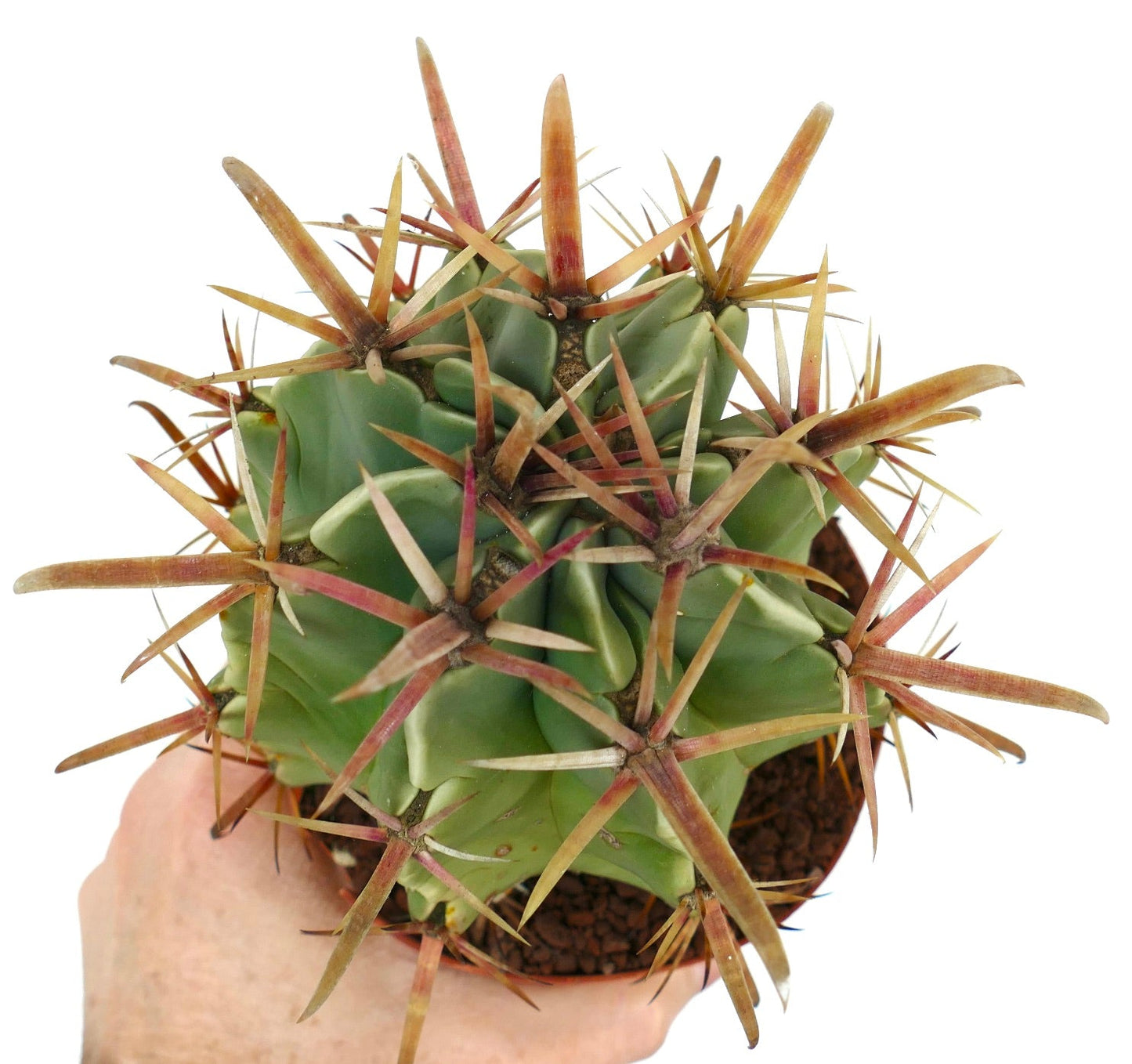 فيروبيرجيا (لاتيسبينوس × برينسيبس) صبار عصاري نادر بأشواك حمراء كبيرة في وعاء صغير