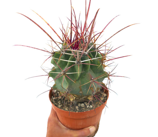 Ferobergia x Ferocactus cylidraceus rare cactus with long red spines and green body succulent specimen