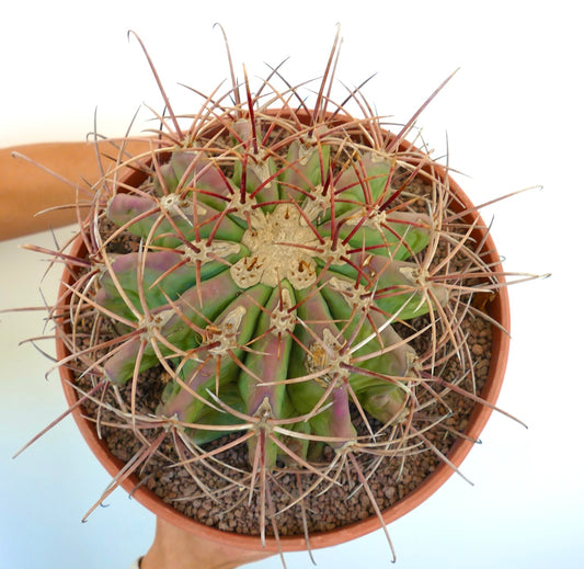 Ferocactus cylindraceus X Ferocactus santa-maria succulent cactus with thick spines and green-purple ribbed body