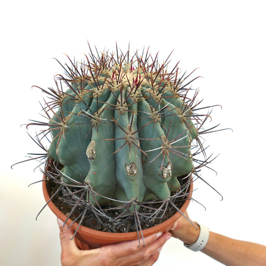 Ferocactus santa-maria X Ferocactus glucescens stor saftig kaktus med fremtredende lange pigger og ribbet kropp