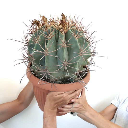 フェロカクタス・レクティスピヌス × フェロカクタス・グルセスケンス 大型の多肉植物サボテン テラコッタ鉢入りで目立つ長い棘付き