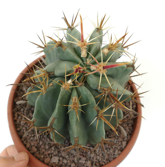 Ferocactus latispinus succulent cactus with thick ribs and long yellow and red spines in pot