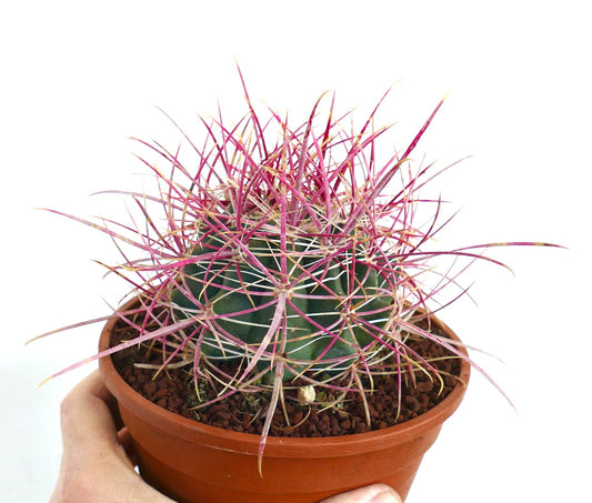 Ferocactus acanthodes