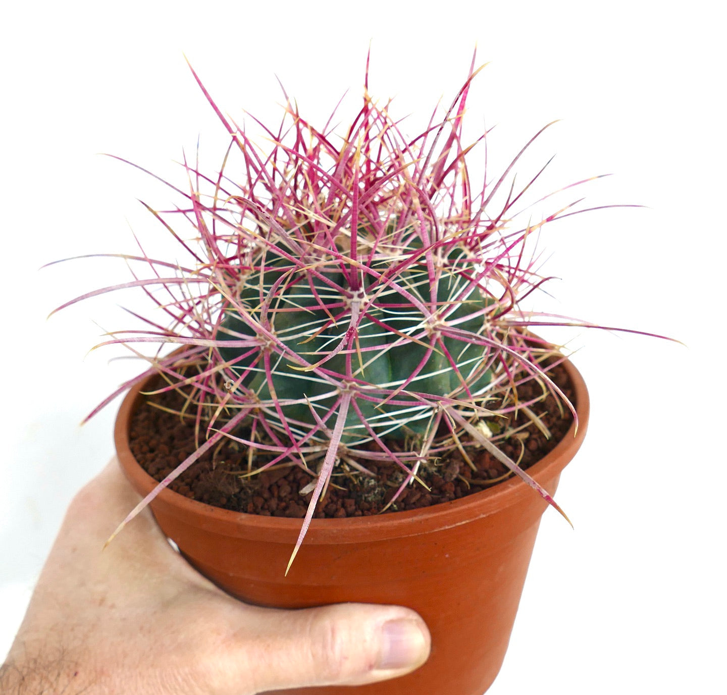 Ferocactus acanthodes