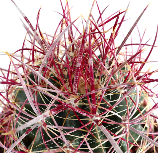 Ferocactus acanthodes SUPER RED SPINES