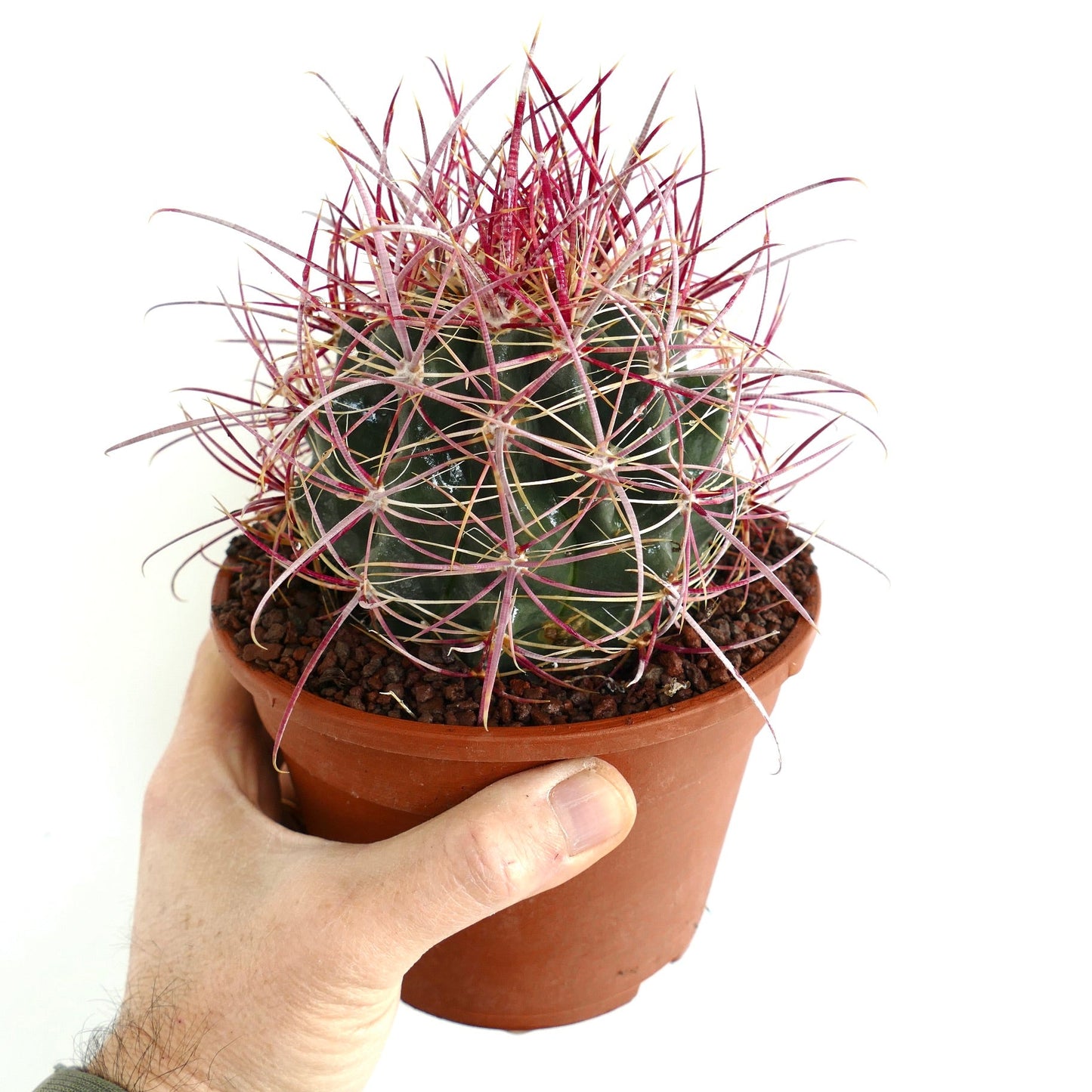 Ferocactus acanthodes SUPER RED SPINES