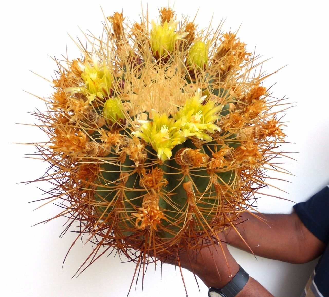 Ferocactus acanthodes var. rostii large round cactus with dense golden spines and yellow flowers