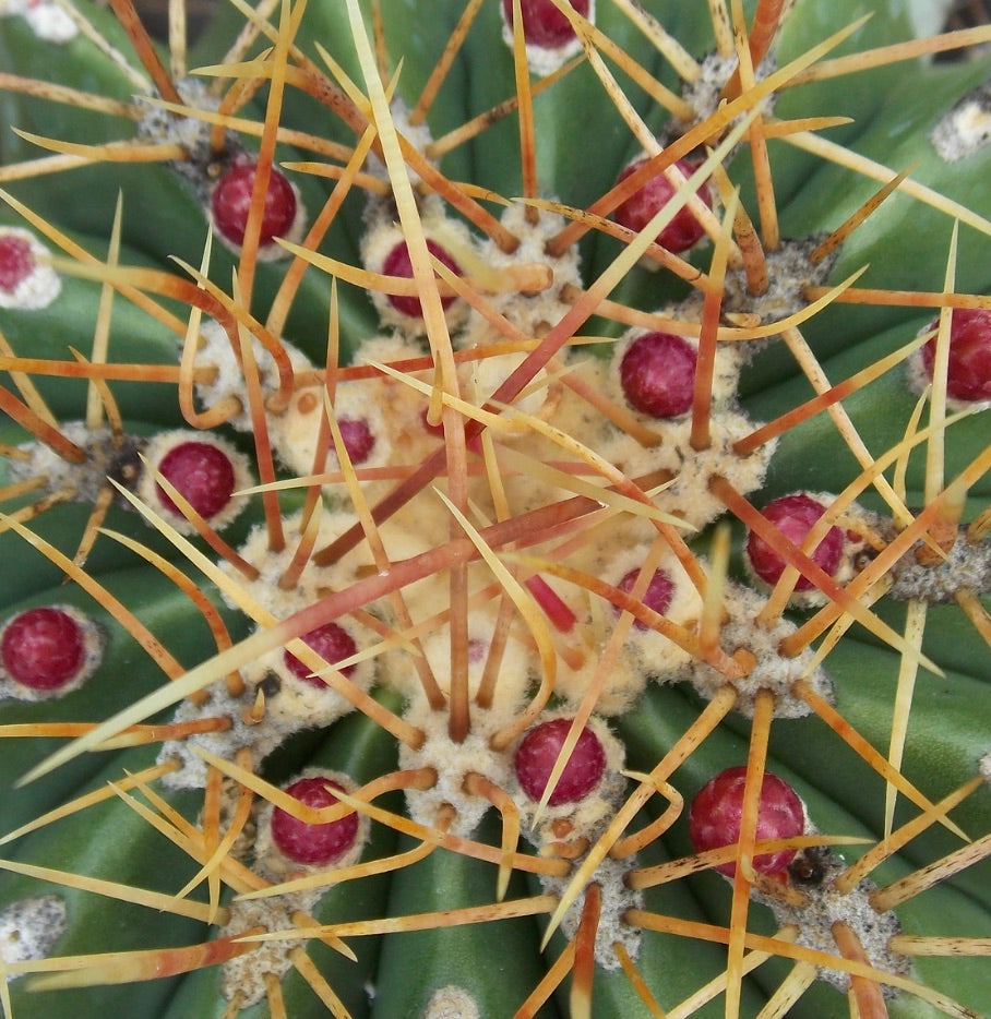 Ferocactus alamosanus succulent cactus with long yellow spines and red fruit buds close-up
