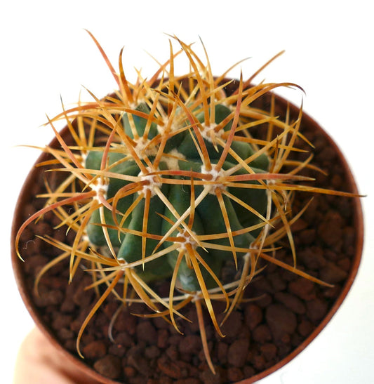 Ferocactus chrysacanthus DARK YELLOW