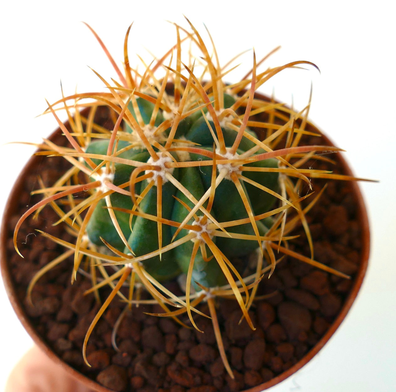 Ferocactus chrysacanthus DARK YELLOW