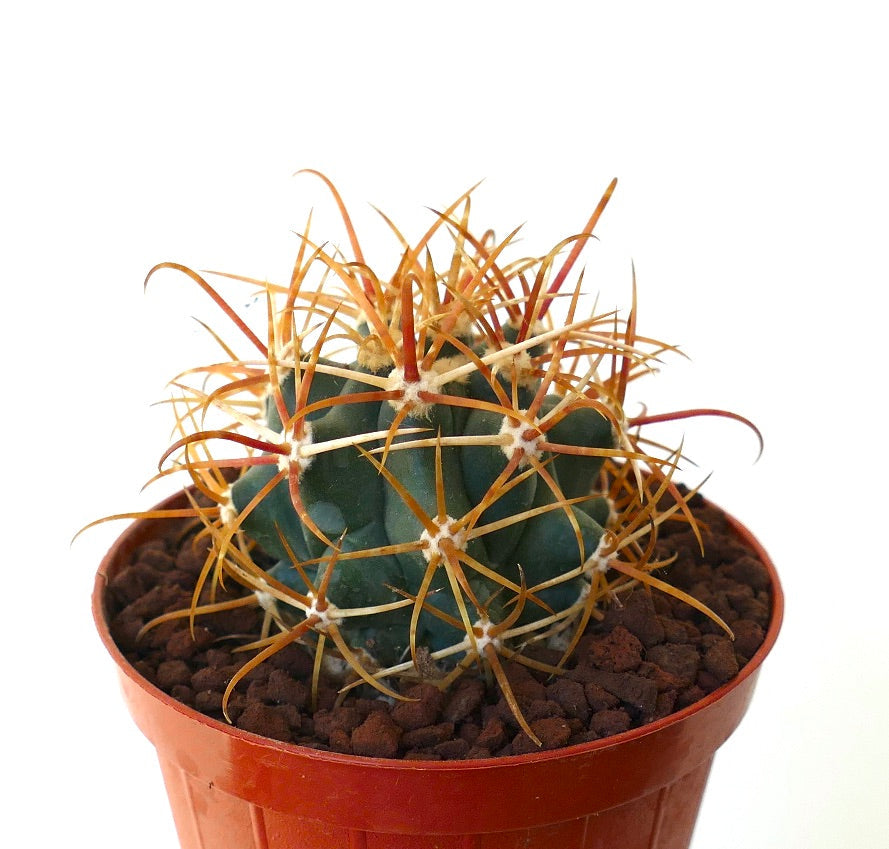 Ferocactus chrysacanthus GOLDEN ORANGE SPINES