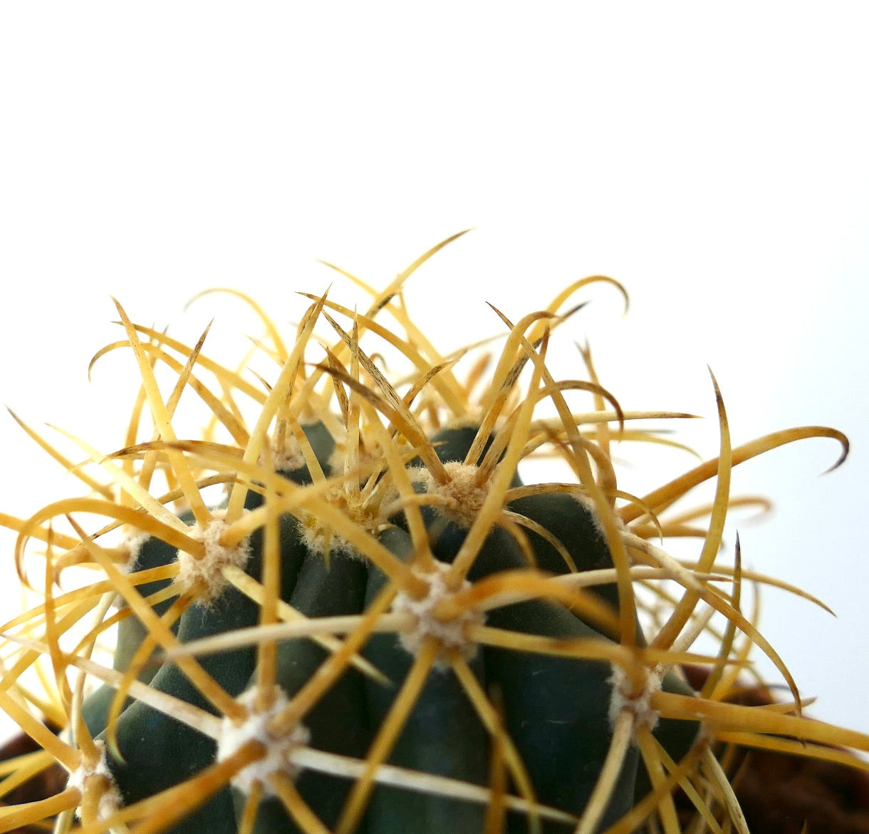 Ferocactus chrysacanthus GOLDEN SELECTED