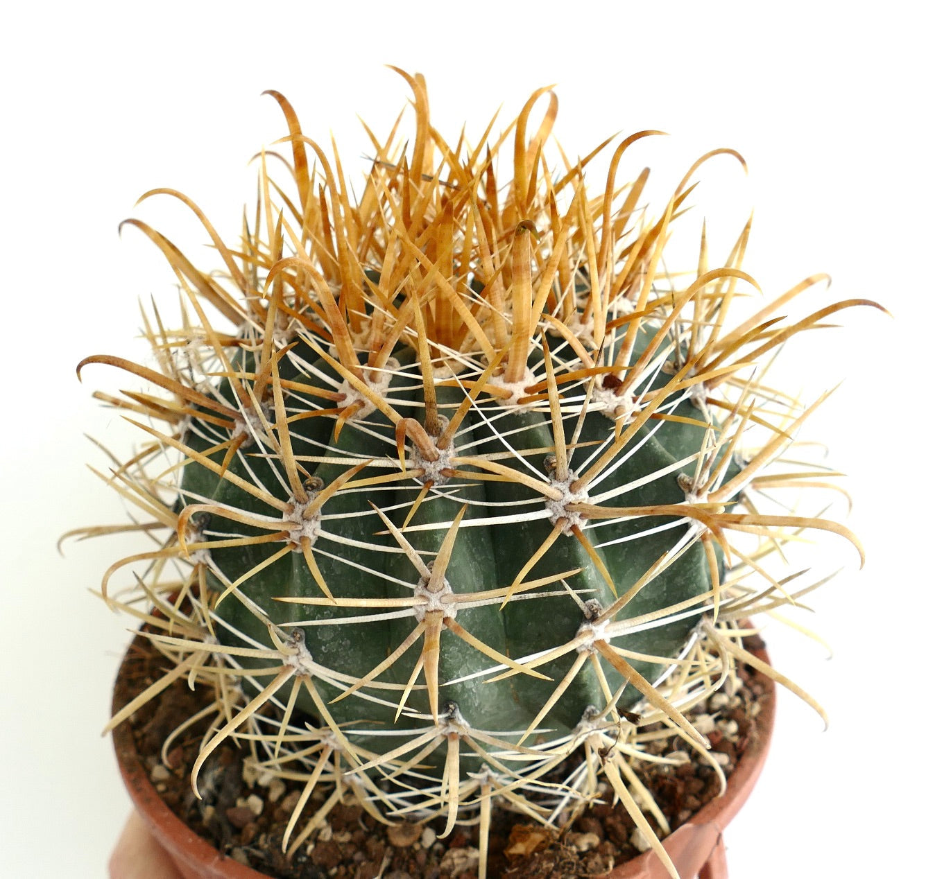 Ferocactus chrysacanthus GOLDEN SPINES