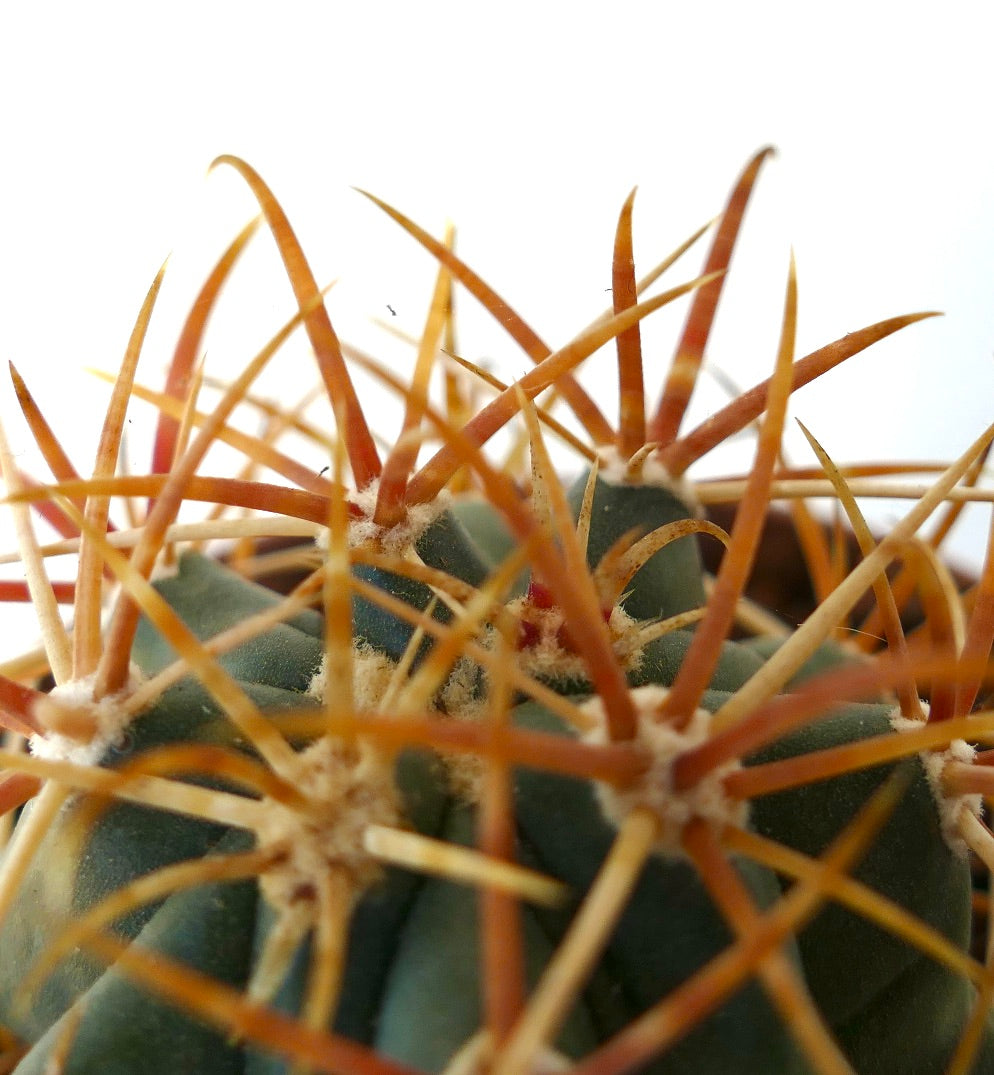 Ferocactus chrysacanthus ORANGE RED SPINES