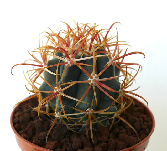 Ferocactus chrysacanthus ORANGE SELECTED 5RT