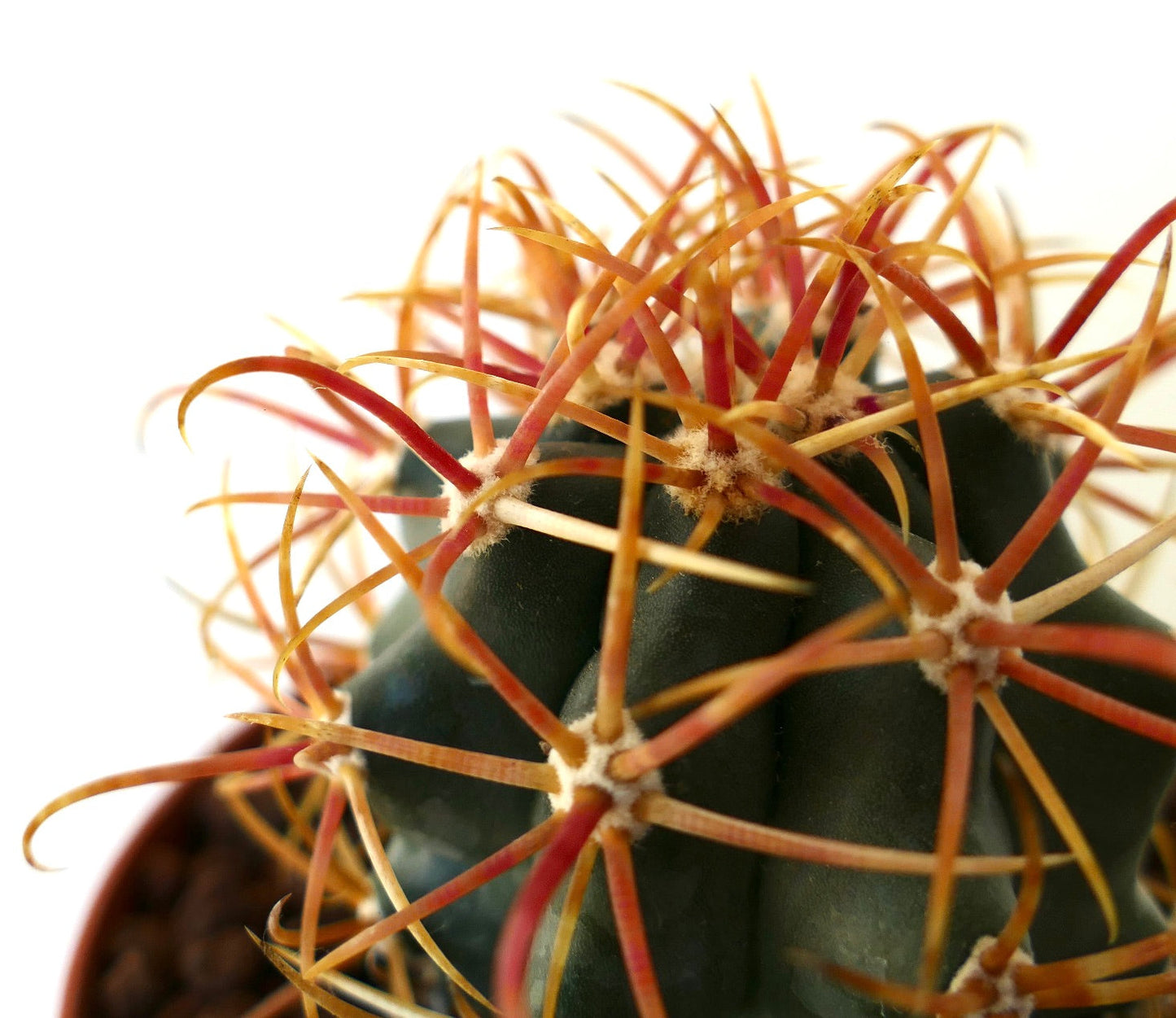 Ferocactus chrysacanthus ORANGE SELECTED 5RT