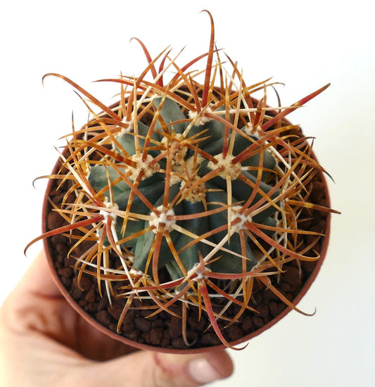 Ferocactus chrysacanthus ORANGE SPINES CXN24