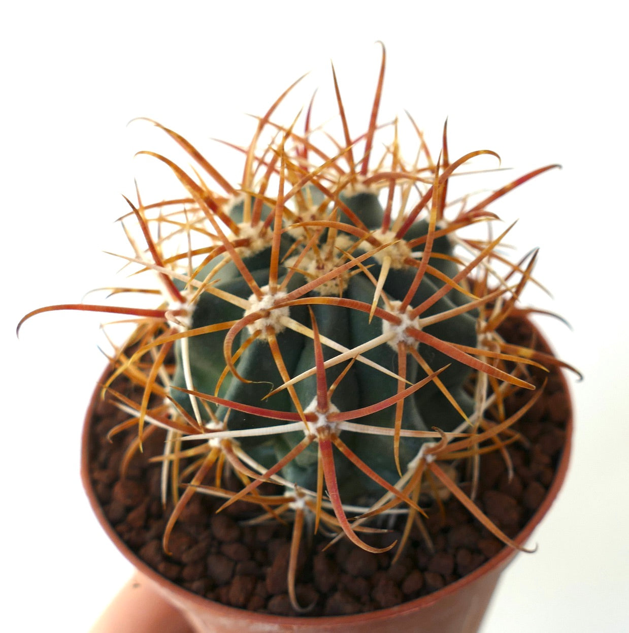 Ferocactus chrysacanthus ORANGE SPINES CXN24