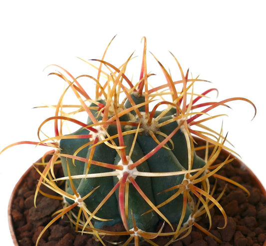 Ferocactus chrysacanthus RED ORANGE SPINES