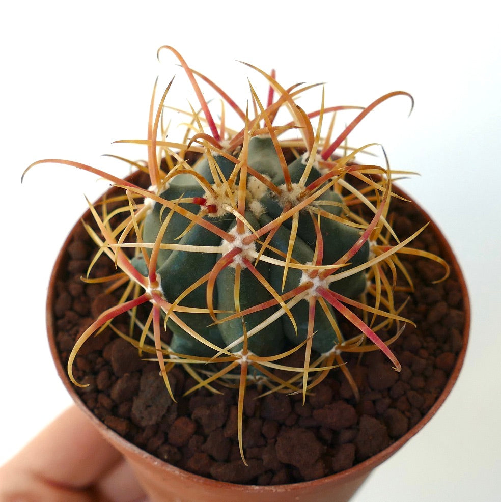 Ferocactus chrysacanthus RED ORANGE SPINES