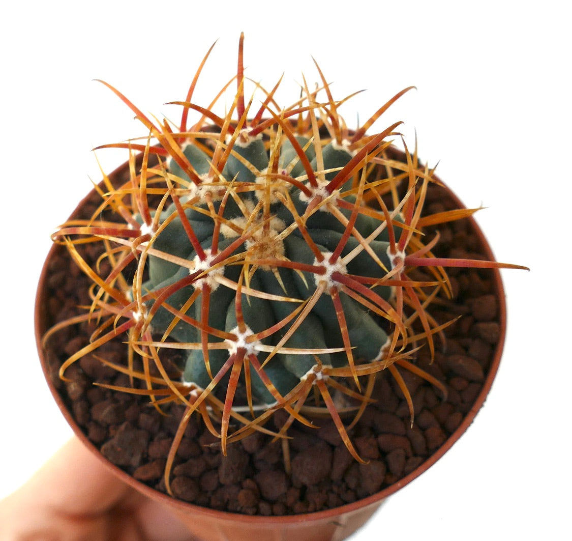 Ferocactus chrysacanthus SELECTED ORANGE SPINES