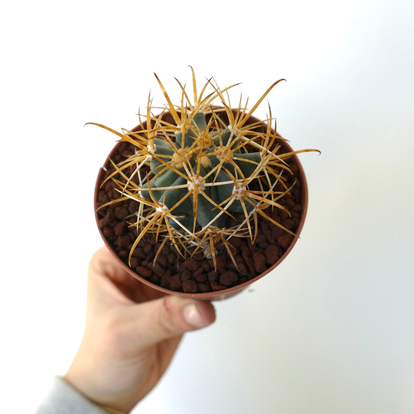 Ferocactus chrysacanthus SELECTED YELLOW