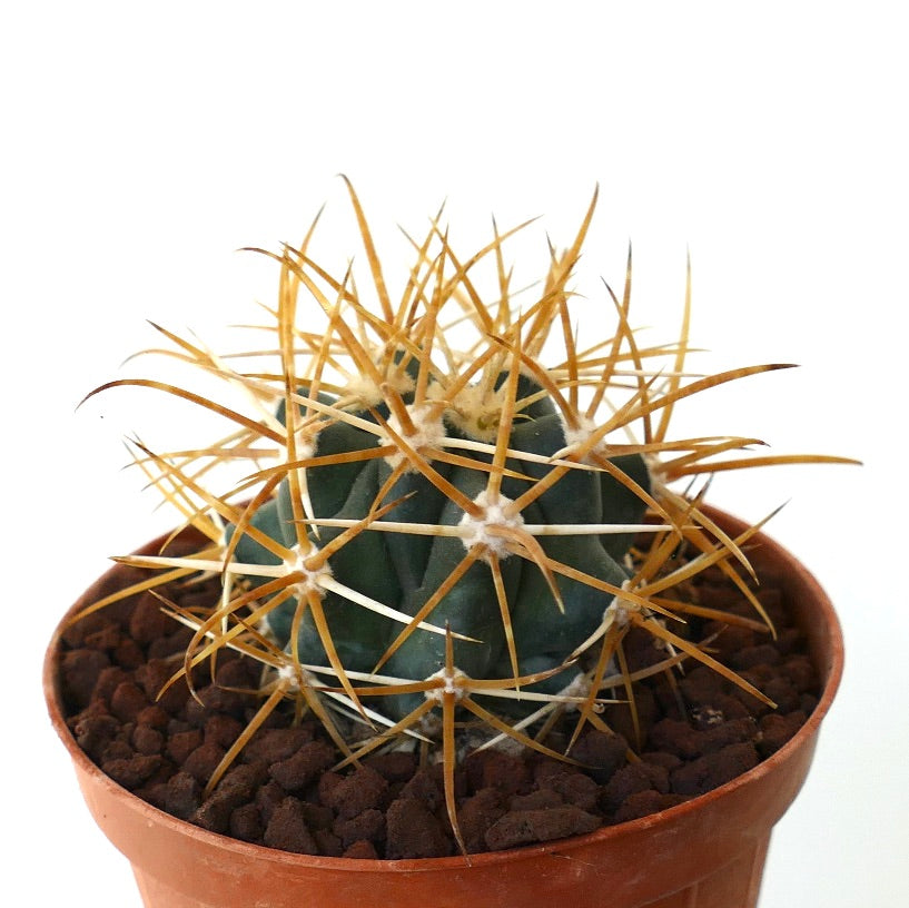 Ferocactus chrysacanthus YELLOW ORANGE SELECTED