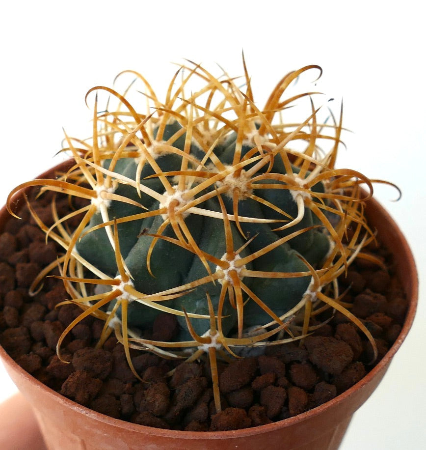 Ferocactus chrysacanthus YELLOW ORANGE SPINES