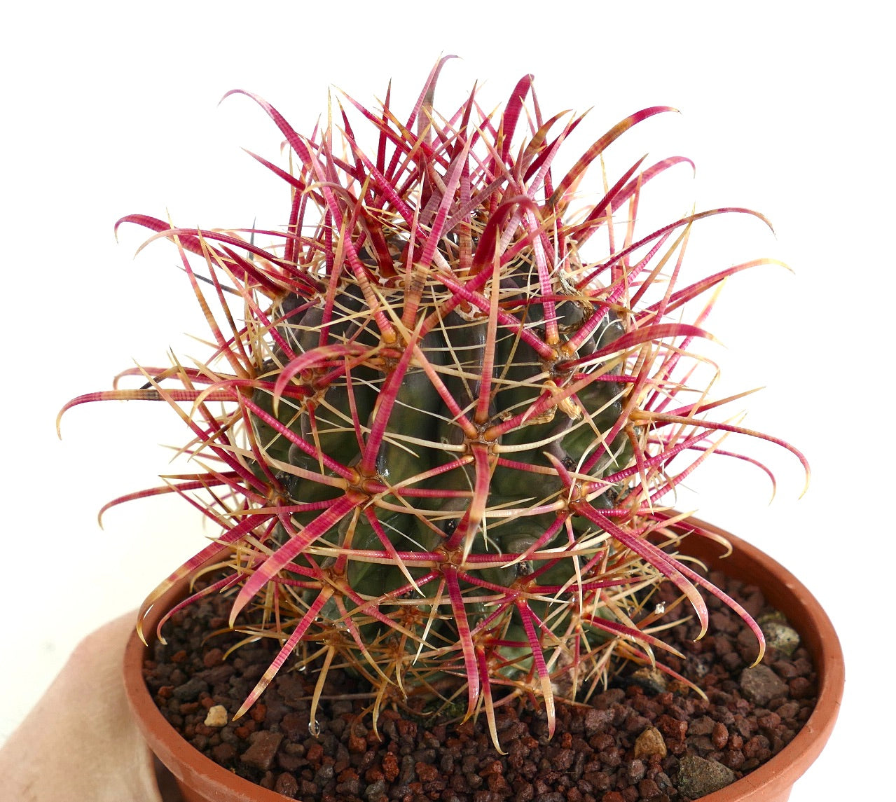 Ferocactus coloratus cactus with vibrant red curved spines in terracotta pot