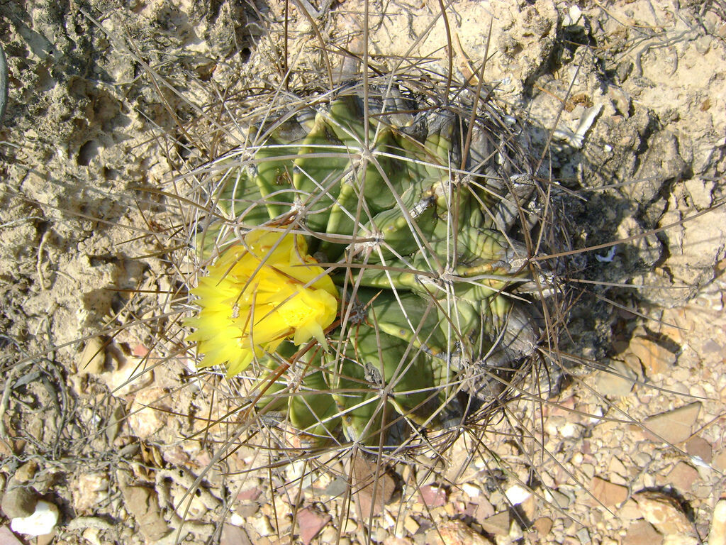 Ferocactus echidne green cactus with long spines and bright yellow flower in desert soil