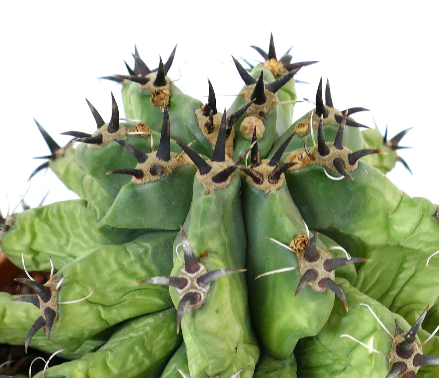 Ferocactus horridus succulent cactus with thick green stems and prominent dark spines