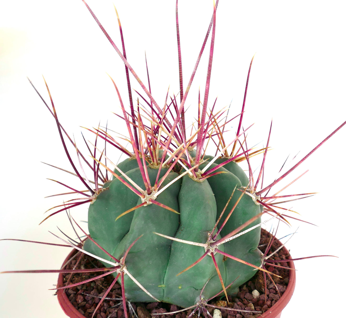 Ferocactus rectispinus succulent cactus with thick green body and long reddish spines in pot