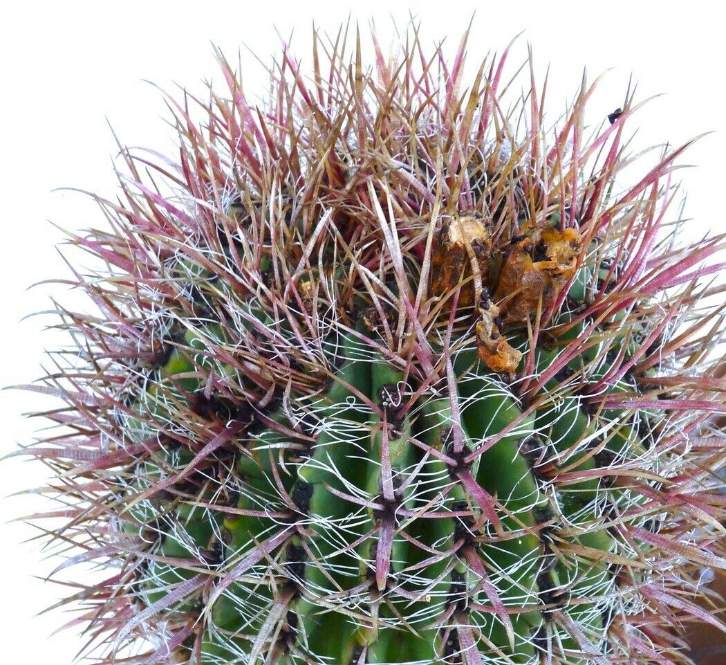 Ferocactus stainesii underspesies zacatensis grønn kaktus med tette rødlige pigger og hvite radiale pigger