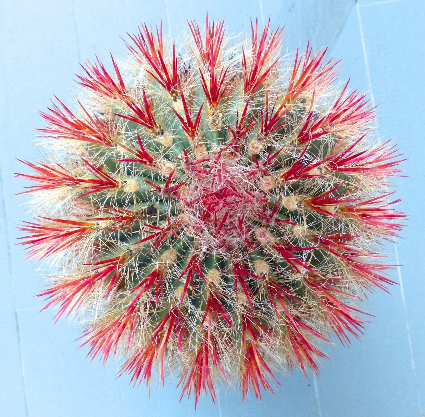 Ferocactus stainesii var. pilosus cactus succulent avec des épines rouges vives et des poils blancs denses