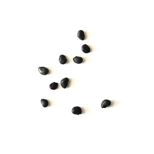 Ferocactus acanthodes var albispinus black cactus seeds on white background