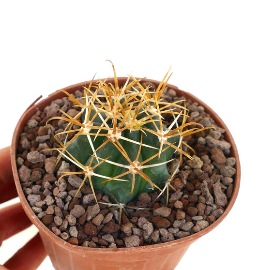 Ferocactus chrysacanthus dense golden spines round succulent cactus top view