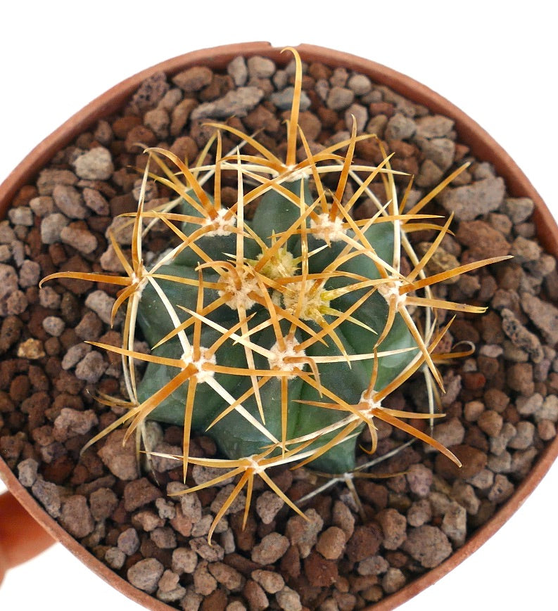 Ferocactus chrysacanthus tett kaktus med lange gyllengule pigger i potte