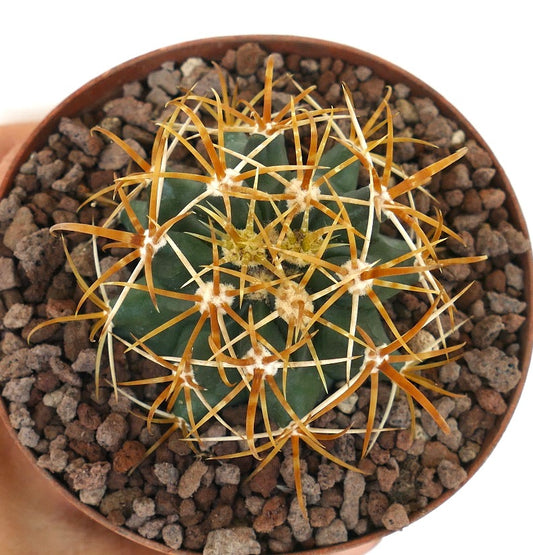 Ferocactus chrysacanthus dense succulent cactus with long golden-yellow spines in pot