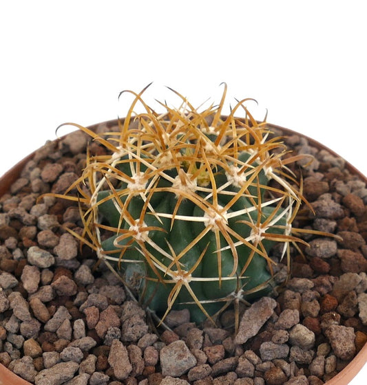 Ferocactus chrysacanthus succulent cactus with dense golden spines in terracotta pot