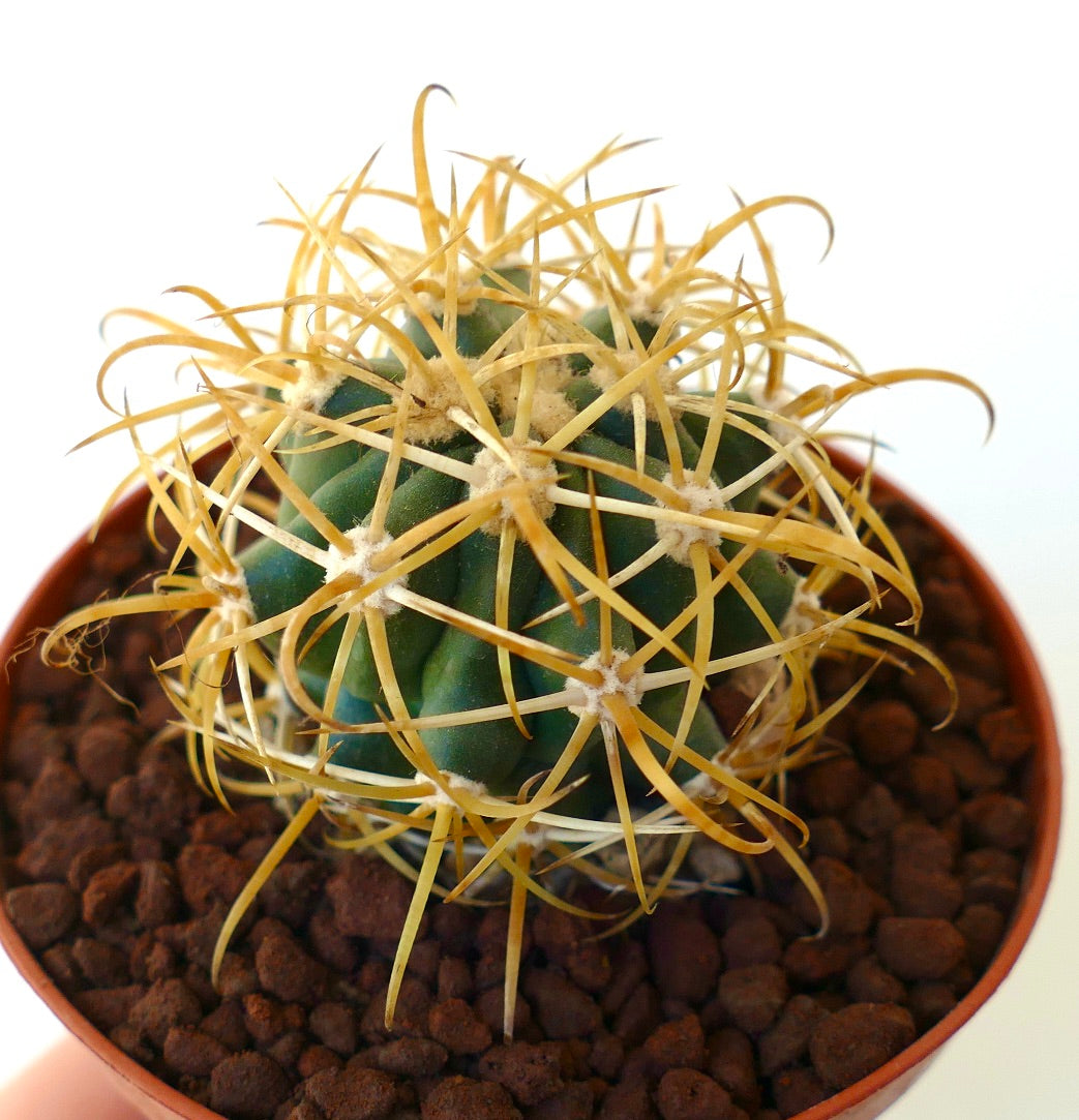 Ferocactus chrysacanthus GOLDEN SPINES