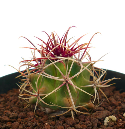 Ferocactus chrysacanthus small green cactus with long reddish and beige spines in potting soil