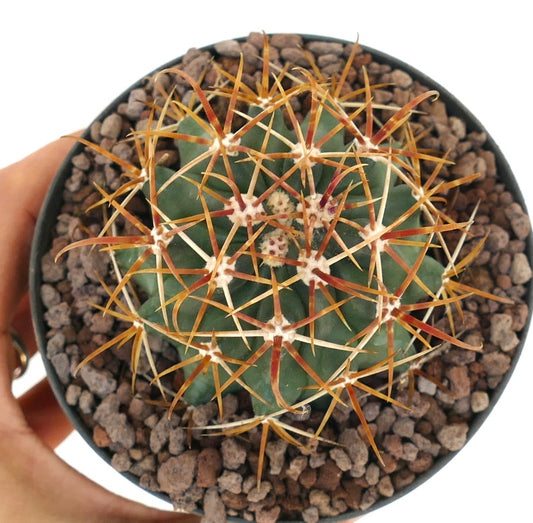Ferocactus chrysacanthus cactus with vibrant orange-red long spines in pot