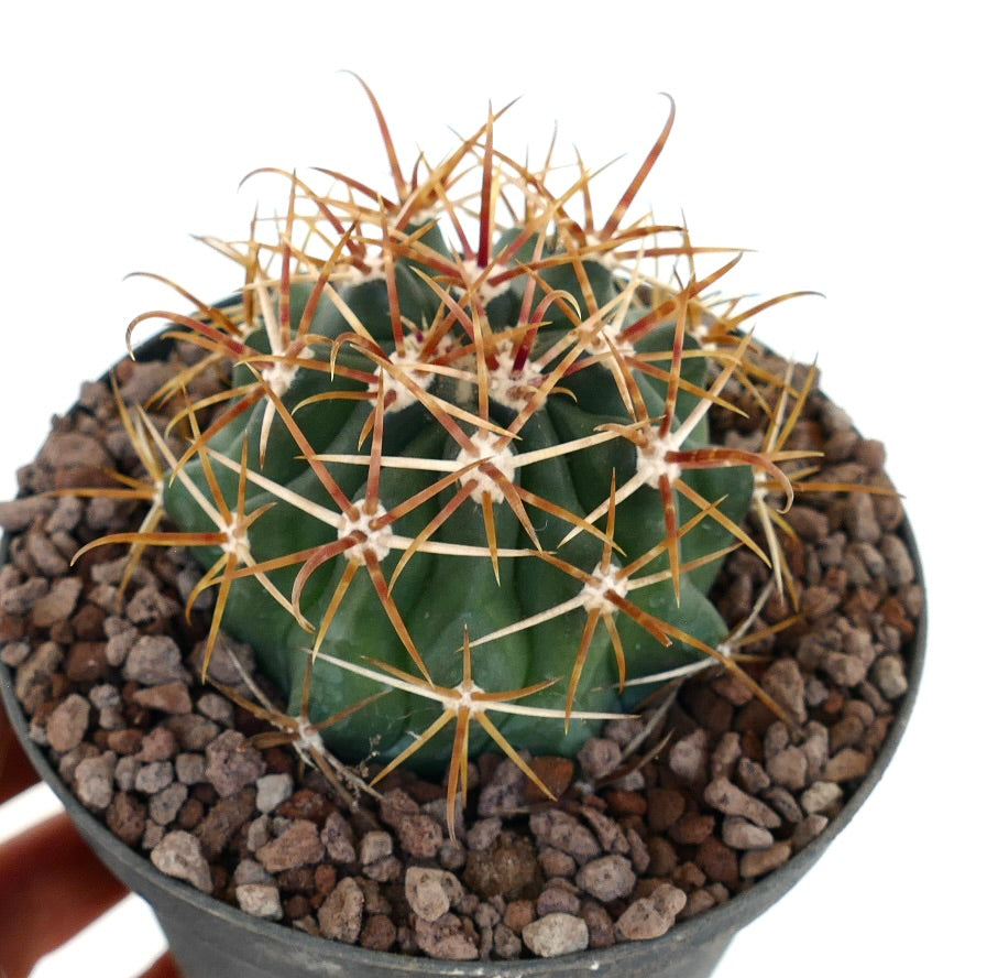 Ferocactus chrysacanthus cactus with vibrant orange-red long spines in pot