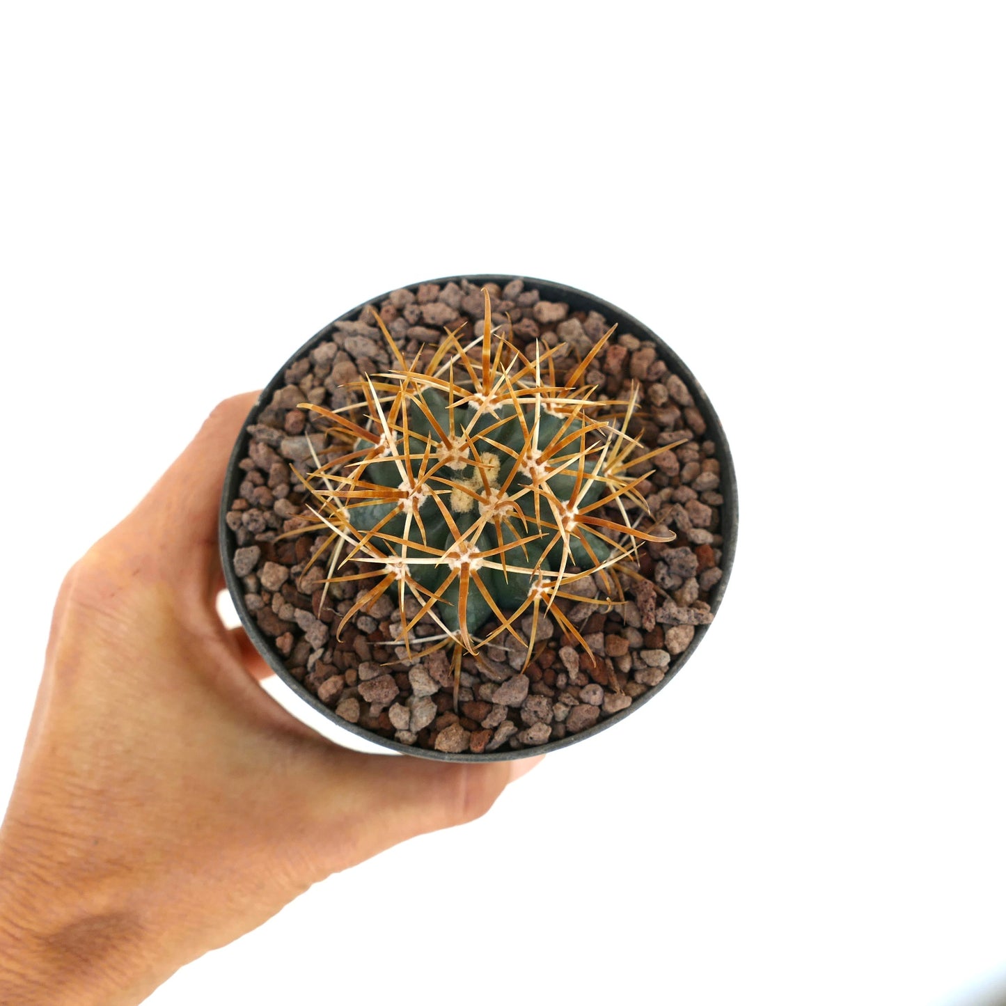 Ferocactus chrysacanthus Kaktus mit langen, gebogenen orange-roten Stacheln im Topf