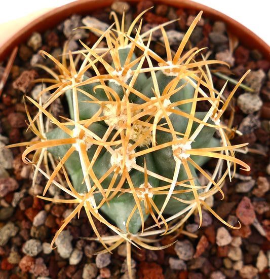 Ferocactus chrysacanthus succulent cactus with prominent long orange spines and green ribbed body