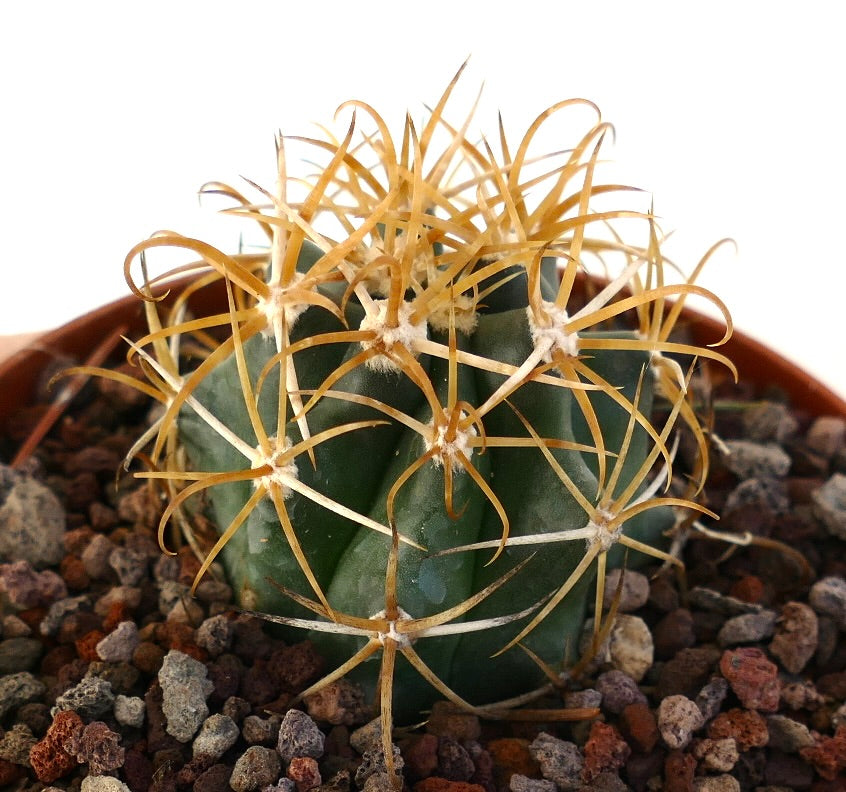 Ferocactus chrysacanthus suculento cactus con cuerpo verde grueso y largas espinas curvas naranjas