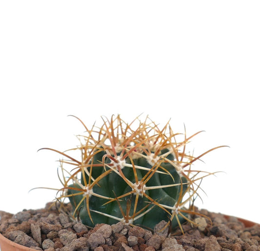 Ferocactus chrysacanthus cactus with dense vibrant orange and red spines succulent specimen