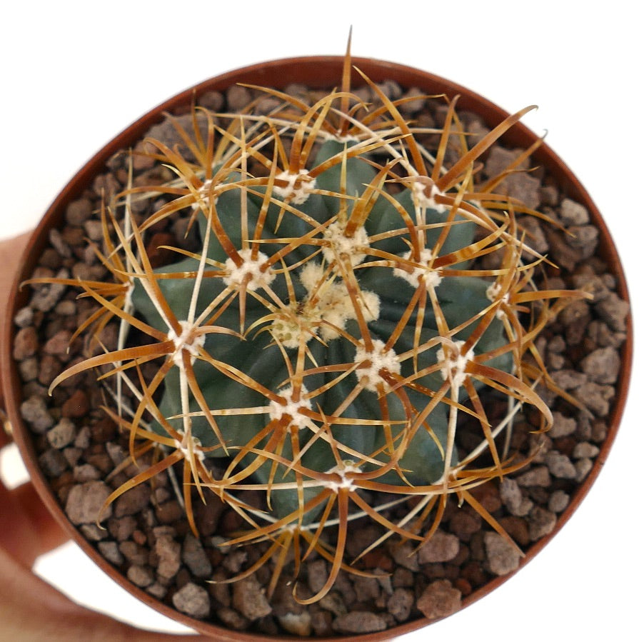 Ferocactus chrysacanthus cactus with dense vibrant orange and red spines, large specimen