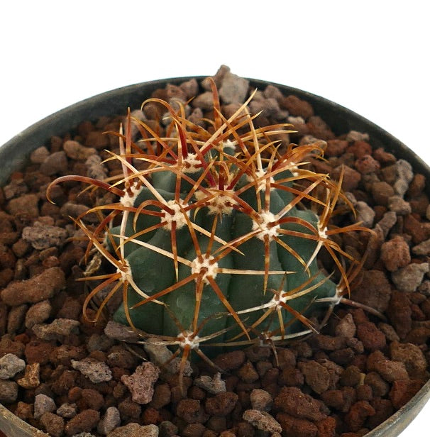 Ferocactus chrysacanthus, cactus succulento con spine dense e vivaci di colore arancione, primo piano