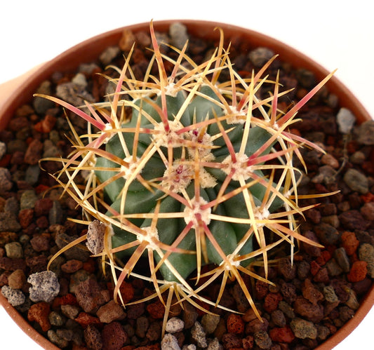 Ferocactus chrysacanthus succulent cactus with vibrant orange-yellow long spines in pot